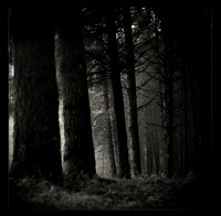 Fine Art/Analog Photography